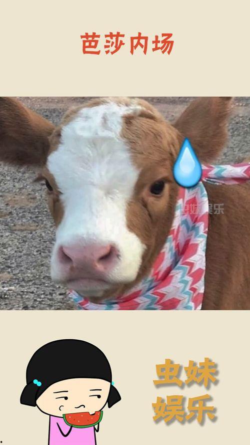 娱乐吃瓜酱喂西瓜